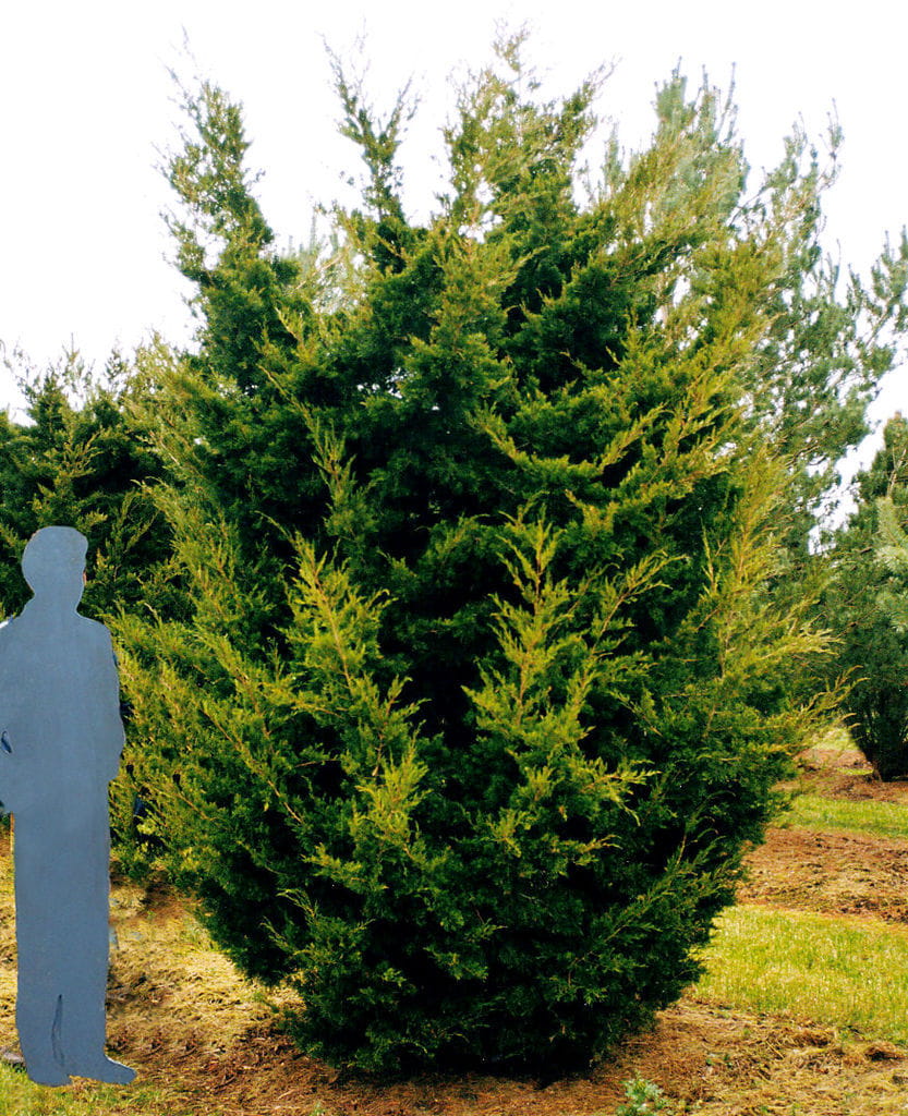 Dunkelgrüner Zypressenwacholder 'Canaertii' • Juniperus virginiana 'Canaertii' Ansicht 2