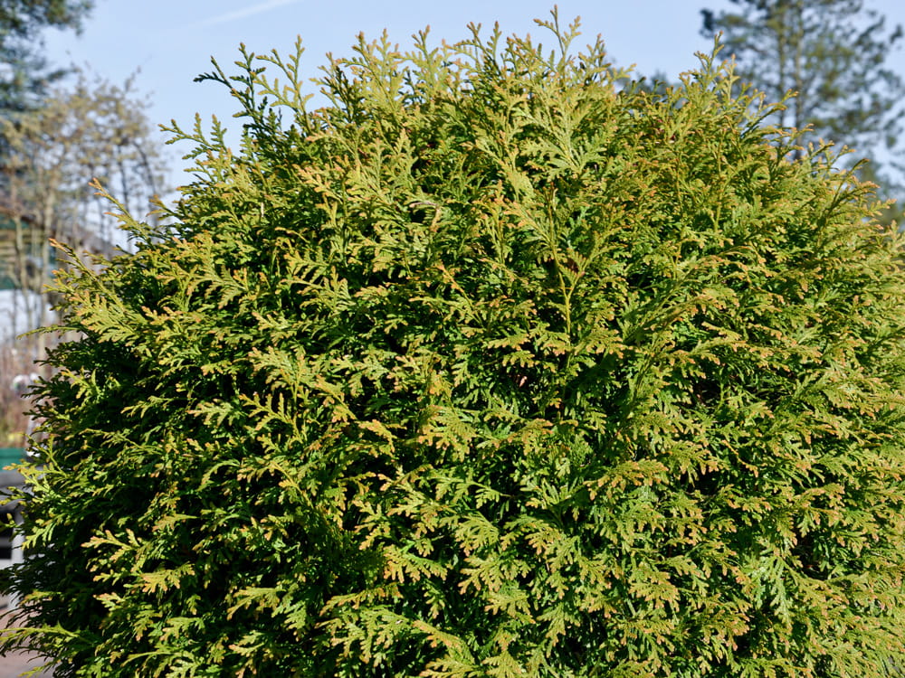 Lebensbaum 'Brabant' • Thuja occidentalis 'Brabant' Containerware 100-125 cm hoch, Solitärpflanze Ansicht 3