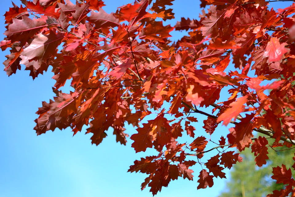 amerikanische-roteiche-quercus-rubra-quercus-rubra-tUN9