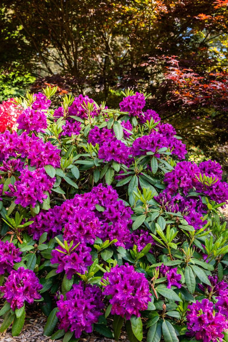 Rhododendron 'Olin O.Dobbs' • Rhododendron Hybride 'Olin O.Dobbs' Ansicht 1