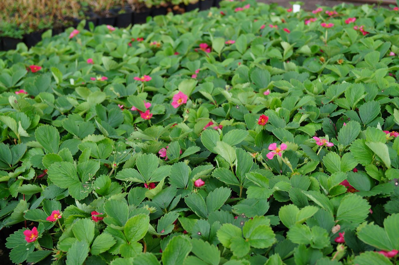 Zier-Erdbeere • Fragaria x ananassa, rosa Ansicht 4