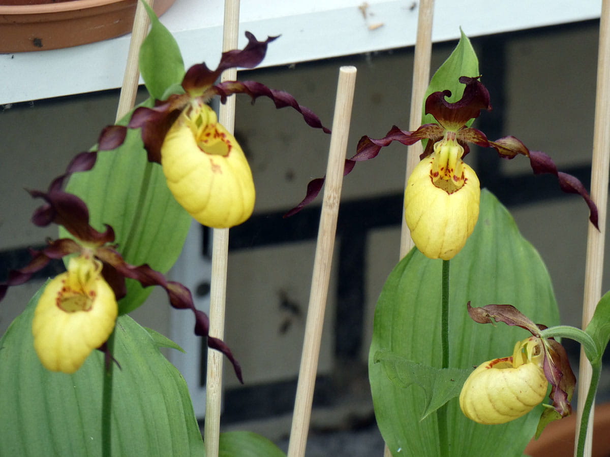 Gelb-braune Frauenschuh-Orchidee • Cypripedium calceolus Hybriden