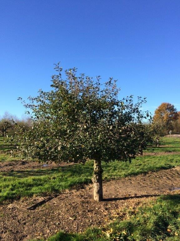 Apfel 'Ingrid Marie' • Malus 'Ingrid Marie' Ansicht 2