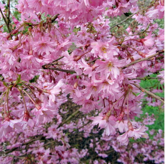 Frühlingskirsche 'Fukubana' • Prunus subhirtella 'Fukubana' Ansicht 2