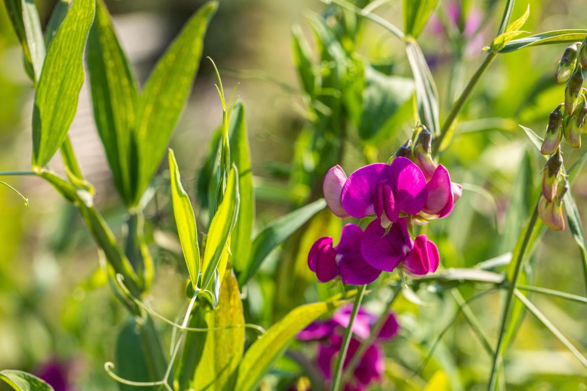 Platterbse 'Rosa Perle' • Lathyrus latifolius 'Rosa Perle' Ansicht 4