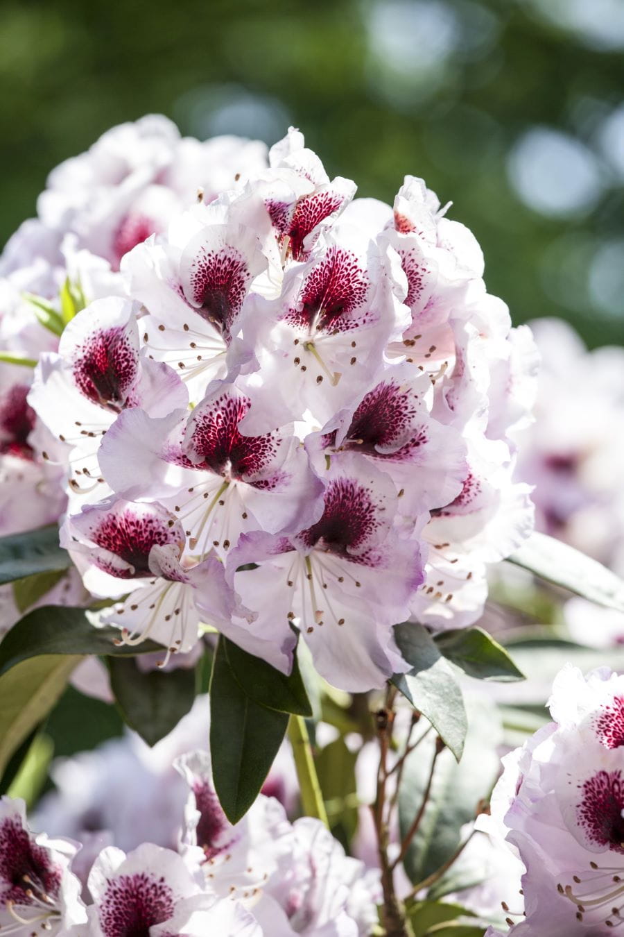 Rhododendron 'Graffito' • Rhododendron Hybride 'Graffito'