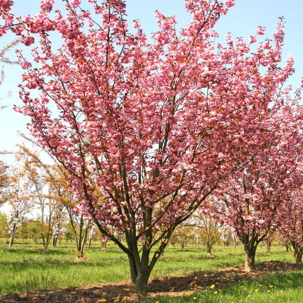 Japanische Blütenkirsche 'Kanzan' • Prunus serrulata 'Kanzan'