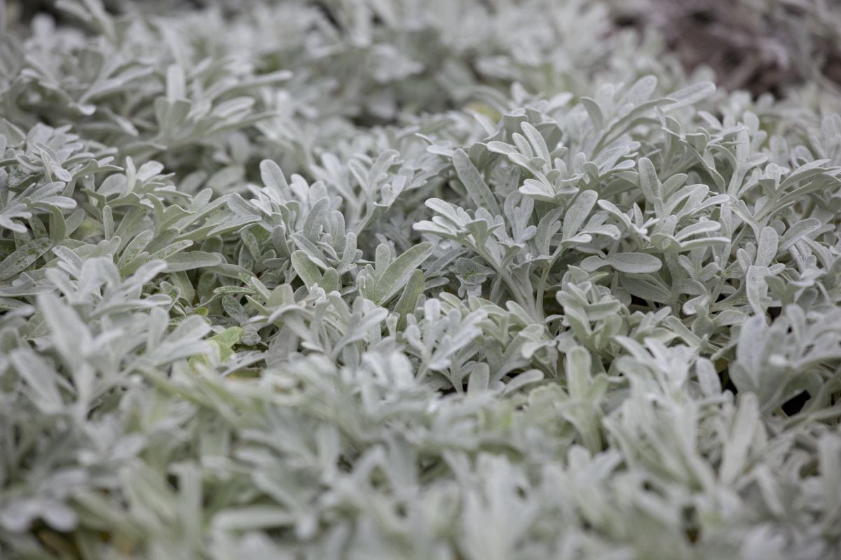 Silber-Wermut 'Mori' • Artemisia stelleriana 'Mori' Ansicht 2