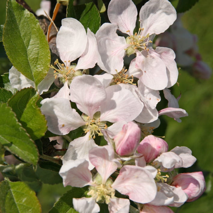 Apfel 'Royal Gala' • Malus 'Royal Gala'