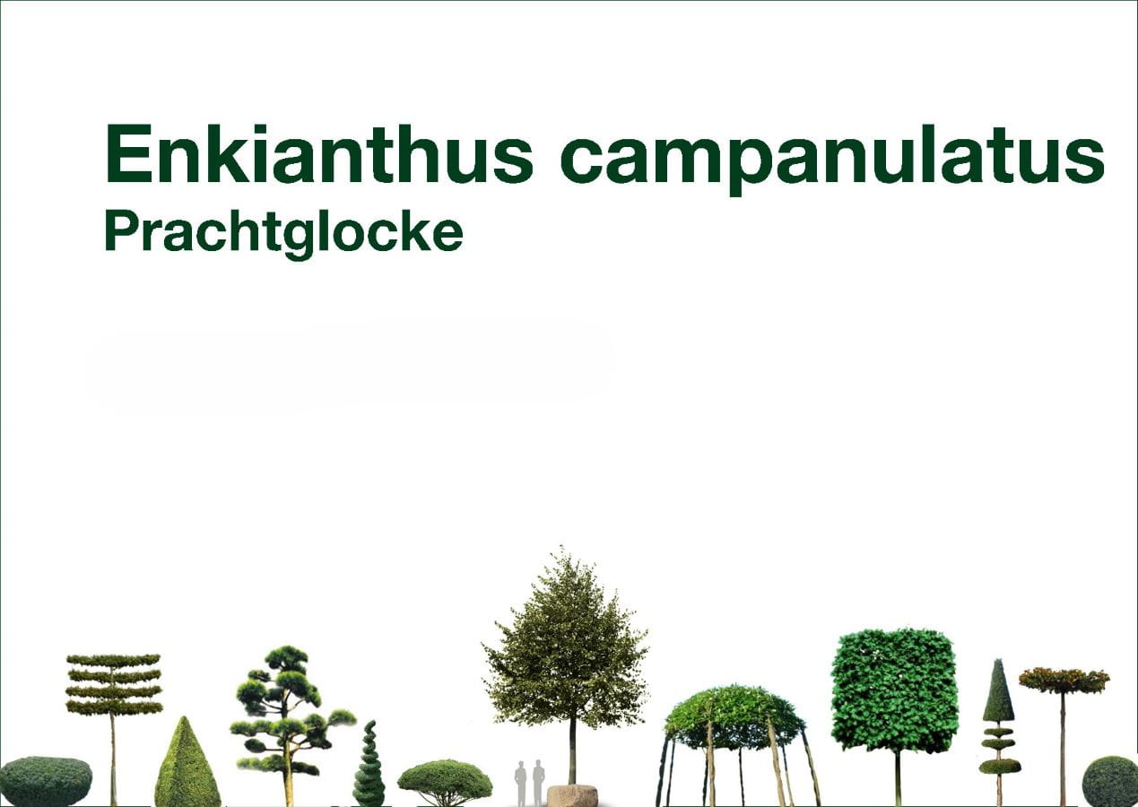 Prachtglocke • Enkianthus campanulatus Ansicht 14