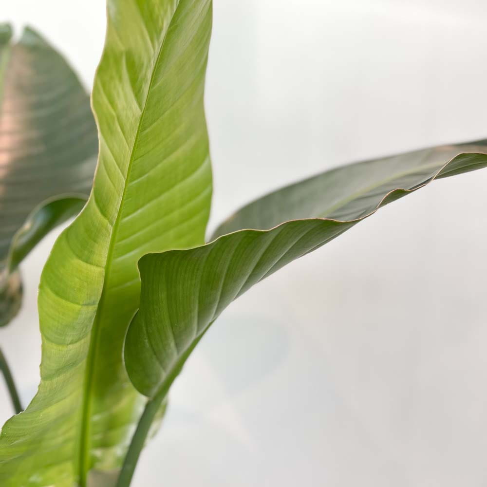Baum-Strelitzie • Strelitzia nicolai Topfdurchmesser 24 cm, 120 cm hoch Topfware Ansicht 2