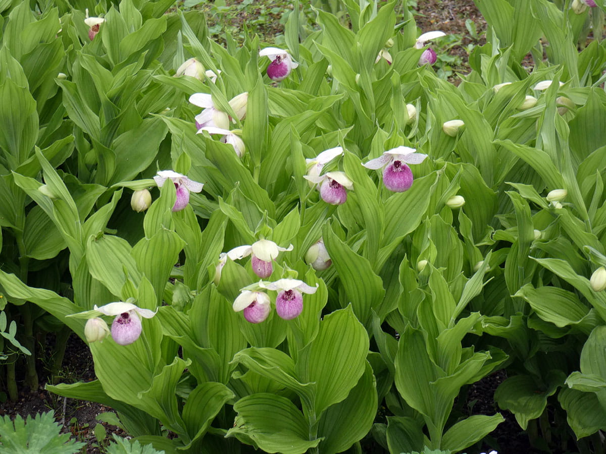 Frauenschuh-Orchidee 'Reginae' • Cypripedium-Hybriden 'Reginae'