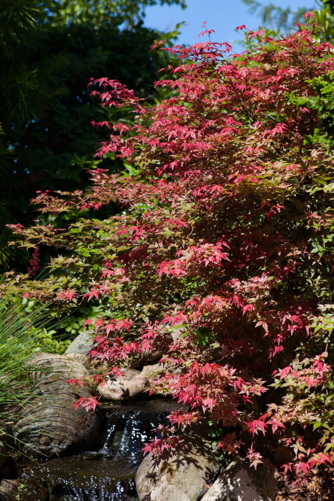 Fächerahorn 'Corallinum' • Acer palmatum 'Corallinum'