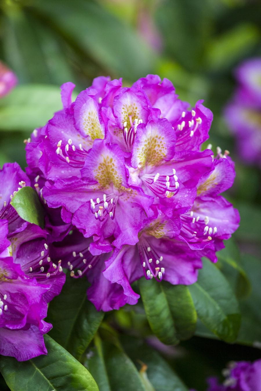 Rhododendron 'Marcel Menard' • Rhododendron Hybride 'Marcel Menard' Ansicht 1