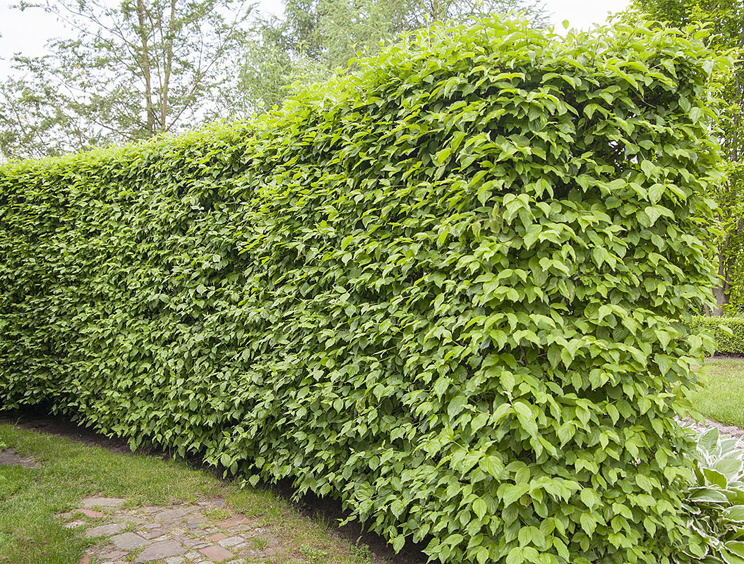 Kornelkirsche • Cornus mas Containerware 125-150 cm hoch, Solitärpflanze Ansicht 3