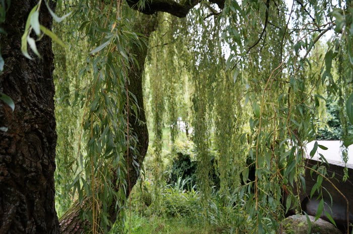 Trauerweide 'Tristis' • Salix alba 'Tristis' Ansicht 5