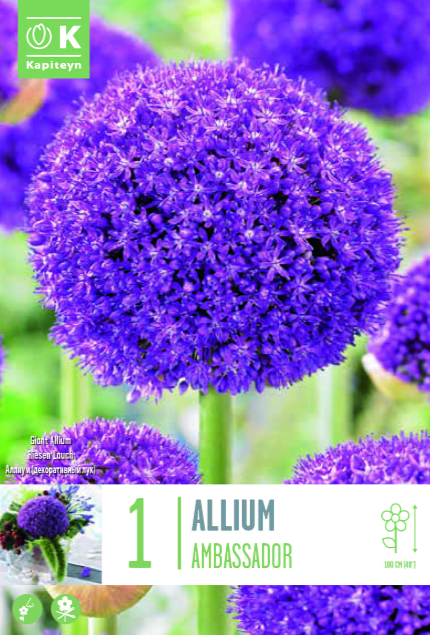 Blumenzwiebel - Allium giganteum 'Ambassador' 1 Stück Packung