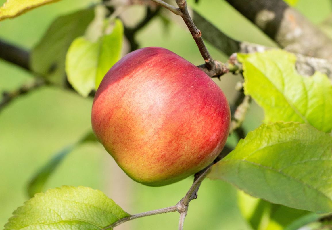 Apfel 'Schöner von Nordhausen' • Malus 'Schöner von Nordhausen'