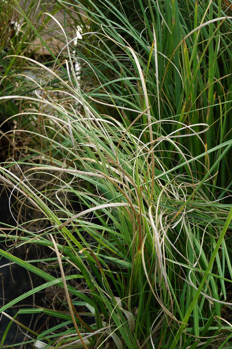 Pampasgras 'Rosea' • Cortaderia selloana 'Rosea' Containerware Ansicht 3