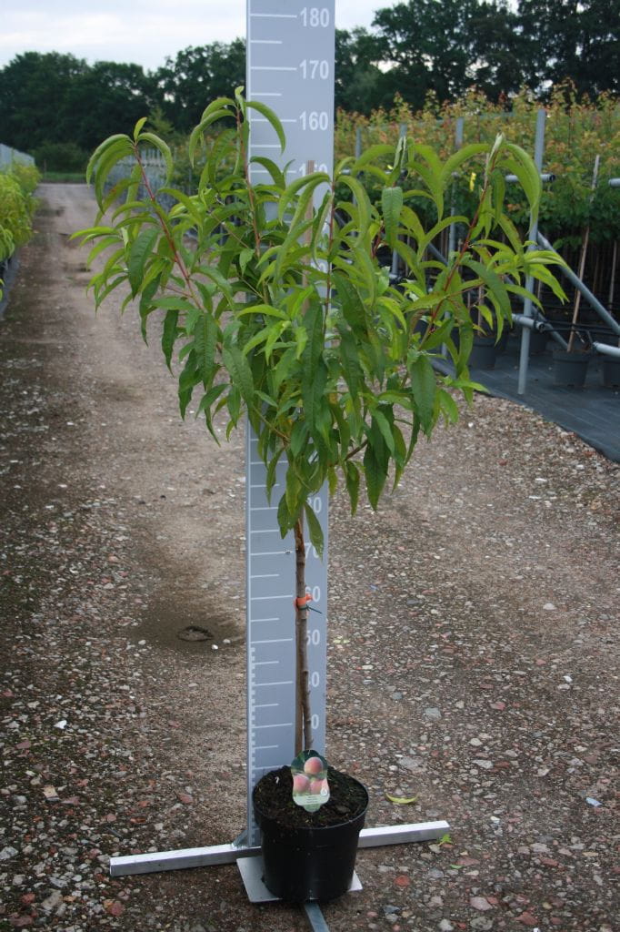 Pfirsich Fairhaven • Prunus persica Fairhaven Ansicht 6 Pfirsich Fairhaven • Prunus persica Fairhaven Ansicht 6