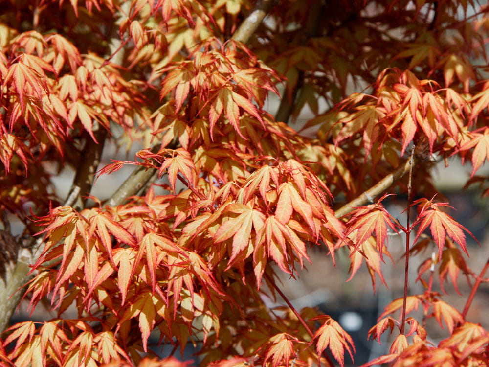 Fächerahorn 'Katsura' • Acer palmatum 'Katsura' Containerware 40-60 cm hoch, Ansicht 2