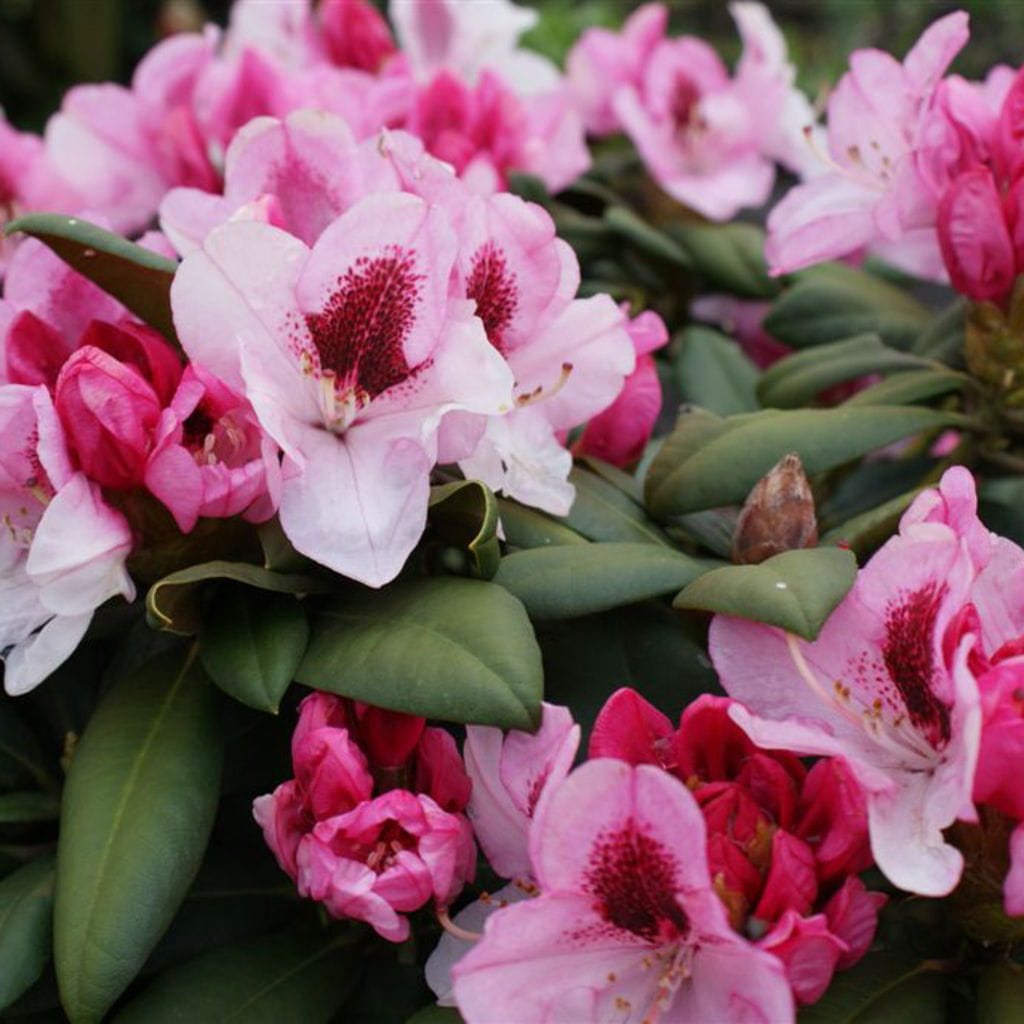 Rhododendron 'Nicoletta' • Rhododendron yakushimanum 'Nicoletta'