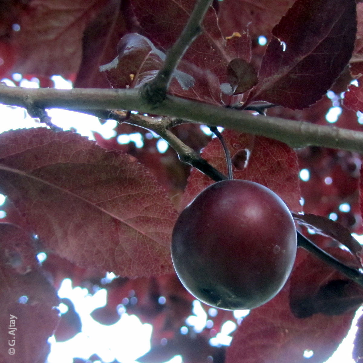 Blutpflaume • Prunus cerasifera Nigra Ansicht 2
