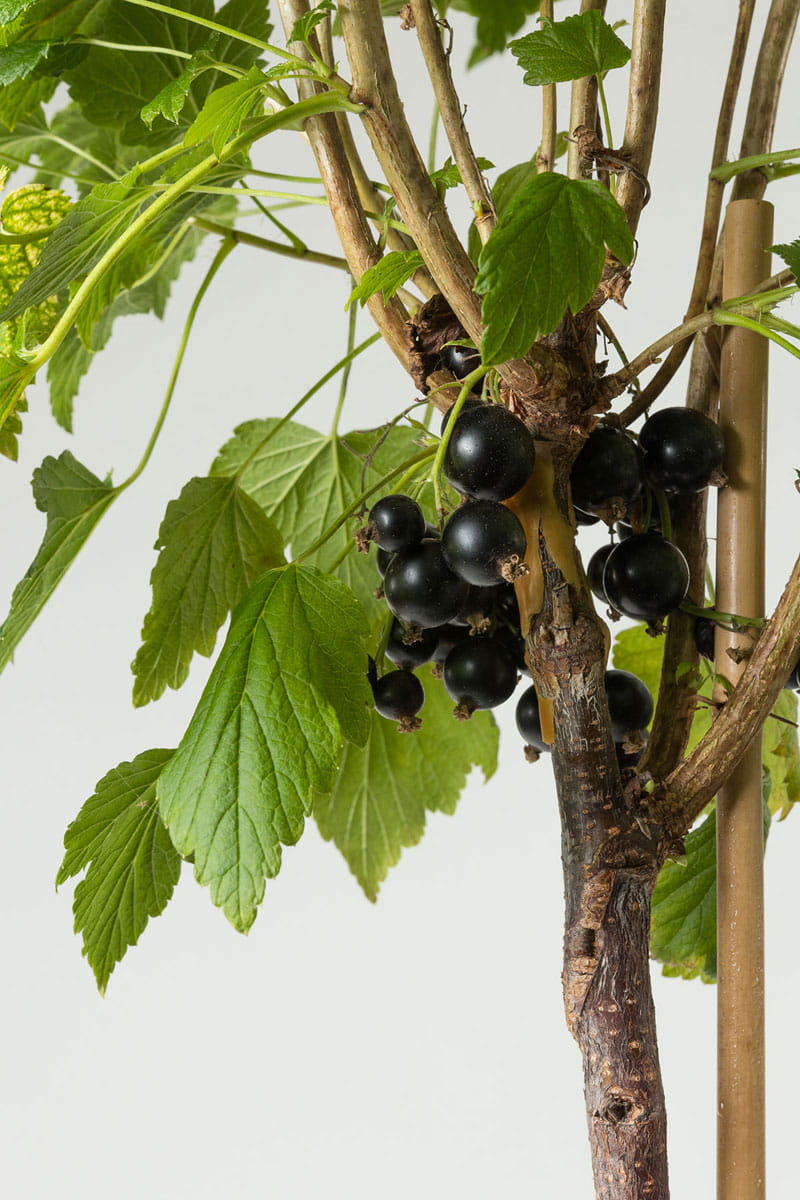 Schwarze Johannisbeere 'Ben Sarek' • Ribes nigrum 'Ben Sarek' Ansicht 4