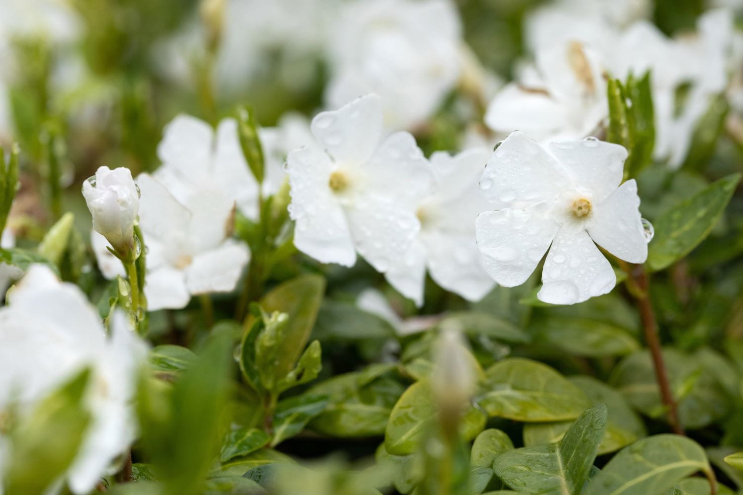 Jungfernkraut Elisa • Vinca minor Elisa Ansicht 2
