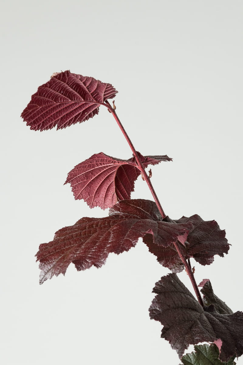 Haselnuss 'Rotblättrige Zellernuss' • Corylus avellana 'Rotblättrige Zellernuss' Containerware 150-200 cm hoch, Solitärpflanze Ansicht 3