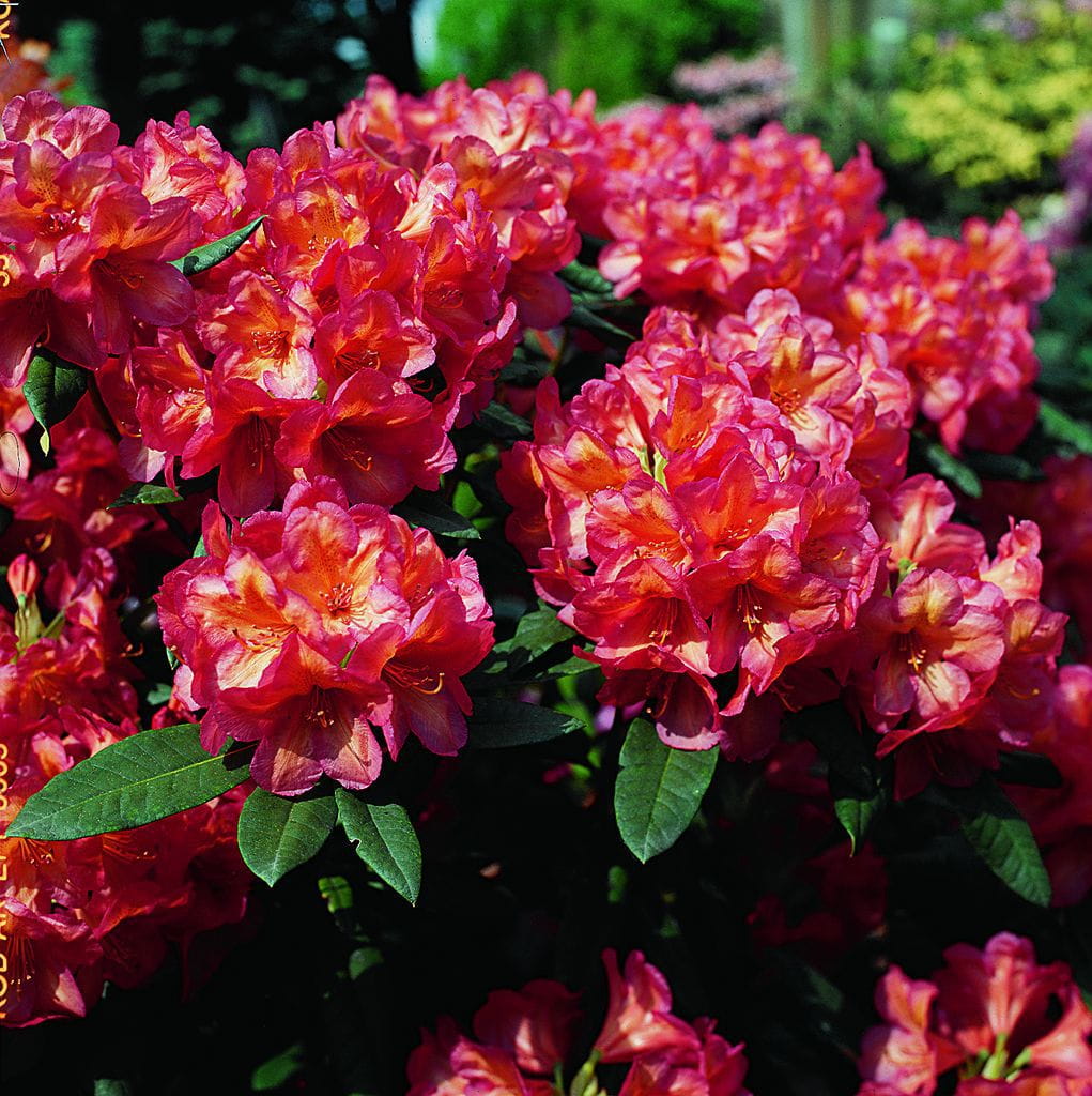 Rhododendron 'Raphaela' • Rhododendron Hybride 'Raphaela'