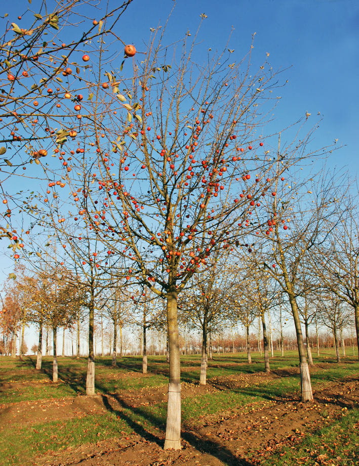 Apfel 'Rote Sternrenette' • Malus 'Rote Sternrenette' Ansicht 4