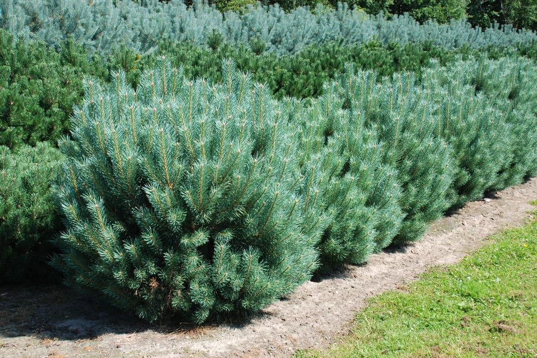 Silberkiefer / Strauch-Wald-Kiefer • Pinus sylvestris 'Watereri'