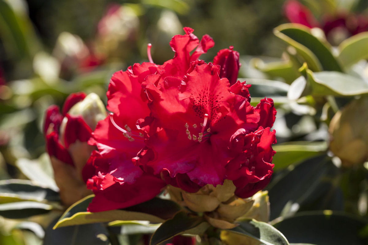 Rhododendron Hybride 'Wilgens Ruby' • Rhododendron Hybride 'Wilgens Ruby'