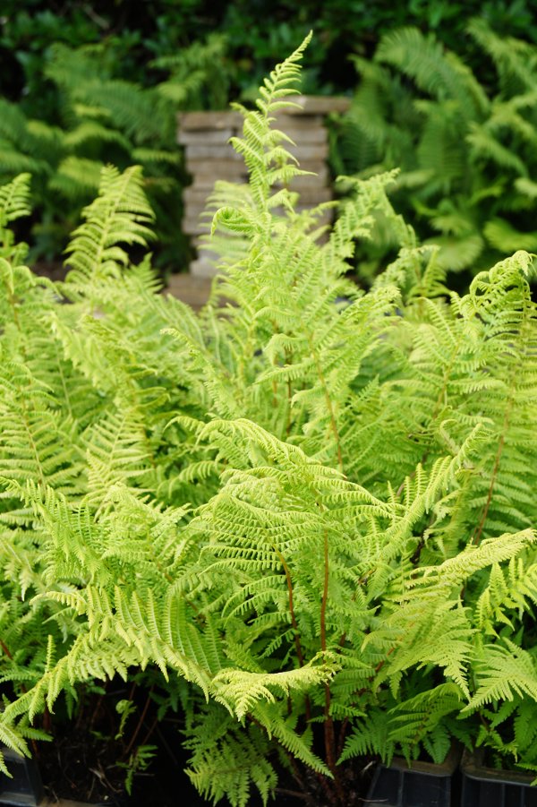 Frauenfarn Lady in Red • Athyrium filix femina Lady in Red Ansicht 11 Frauenfarn Lady in Red • Athyrium filix femina Lady in Red Ansicht 11