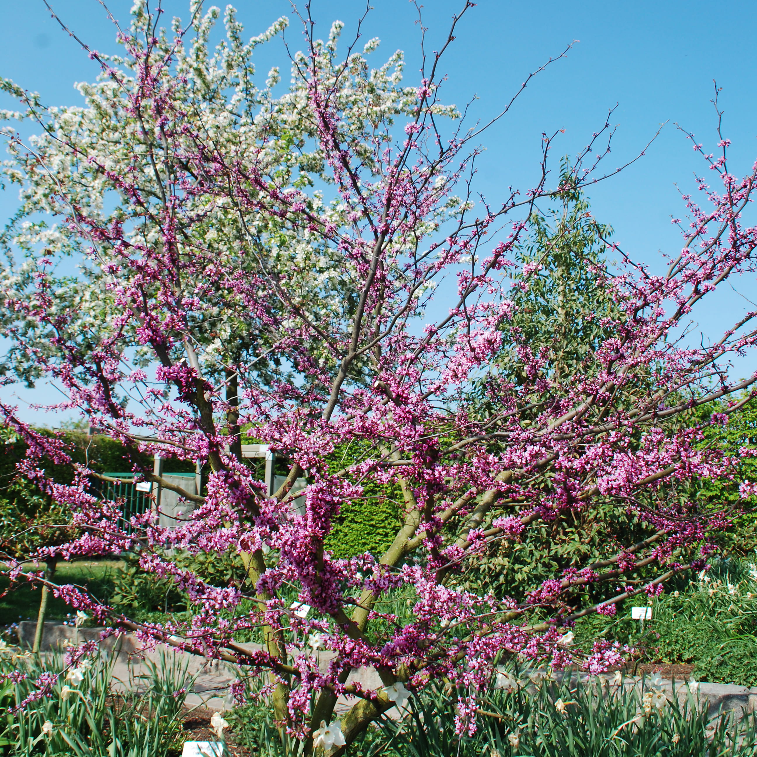 Judasbaum 'Forest Pancy' • Cercis canadensis 'Forest Pancy'