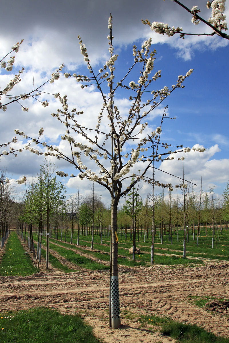 Süßkirsche 'Große Schwarze Knorpelkirsche' • Prunus avium 'Große Schwarze Knorpelkirsche' Ansicht 2