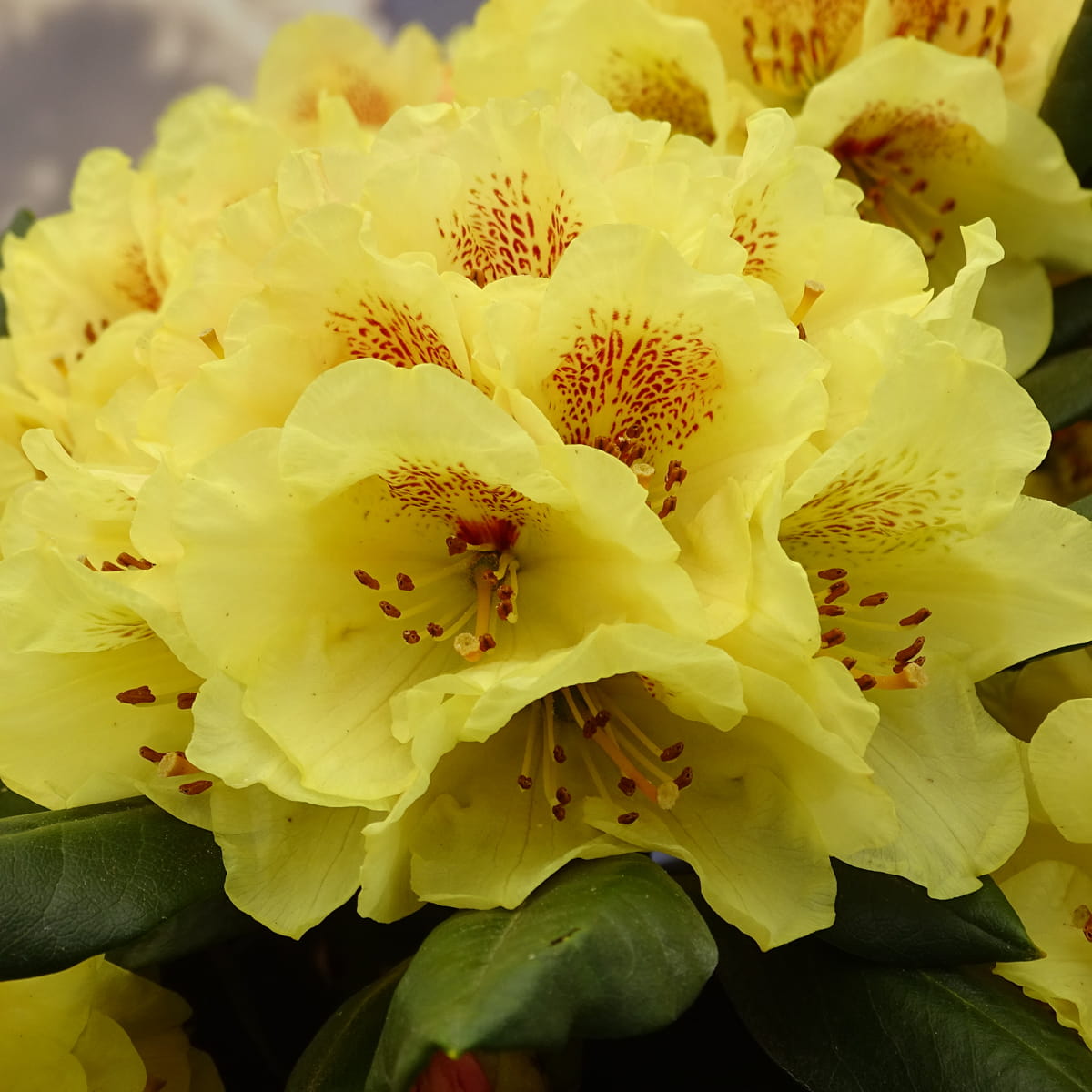 Rhododendron 'Goldprinz' • Rhododendron yakushimanum 'Goldprinz' Ansicht 2