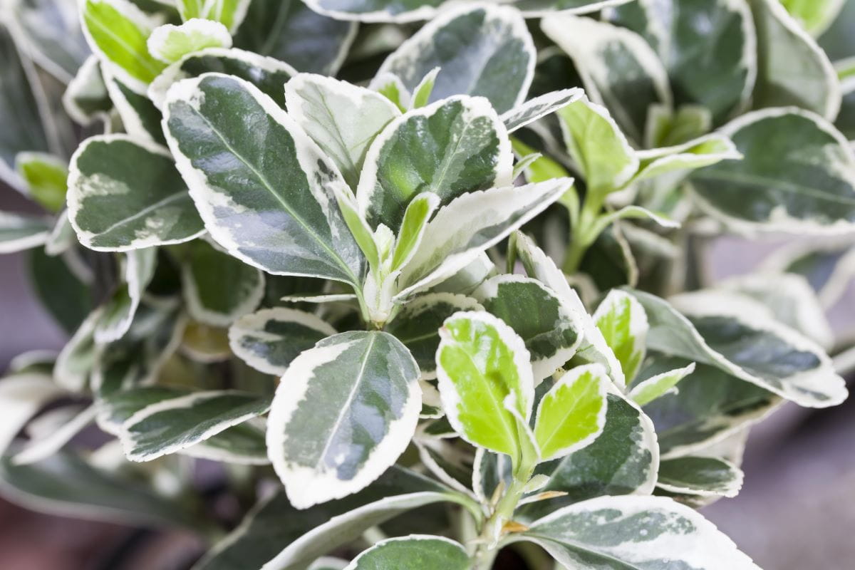 Weißbunte Kriechspindel 'Emerald Gaiety' • Euonymus fortunei 'Emerald Gaiety'