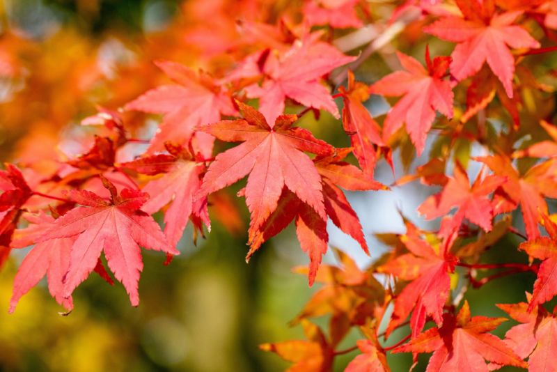 Herbstfärber für Ihren