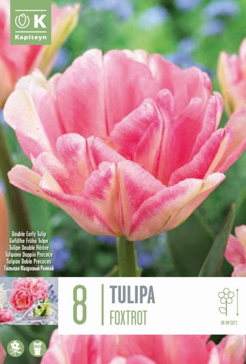 Blumenzwiebel - Tulipa 'Foxtrott' 8er Packung  