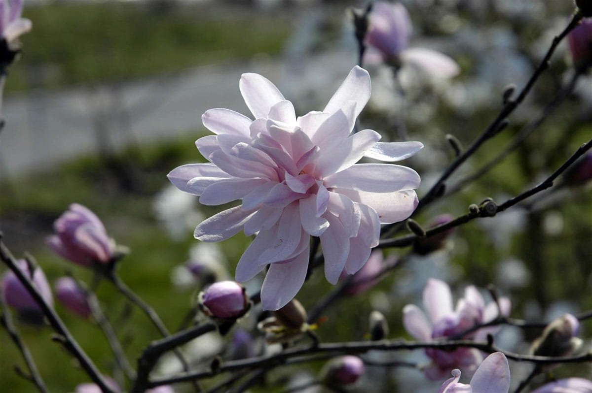 Rosa Sternmagnolie • Magnolia stellata 'Rosea'