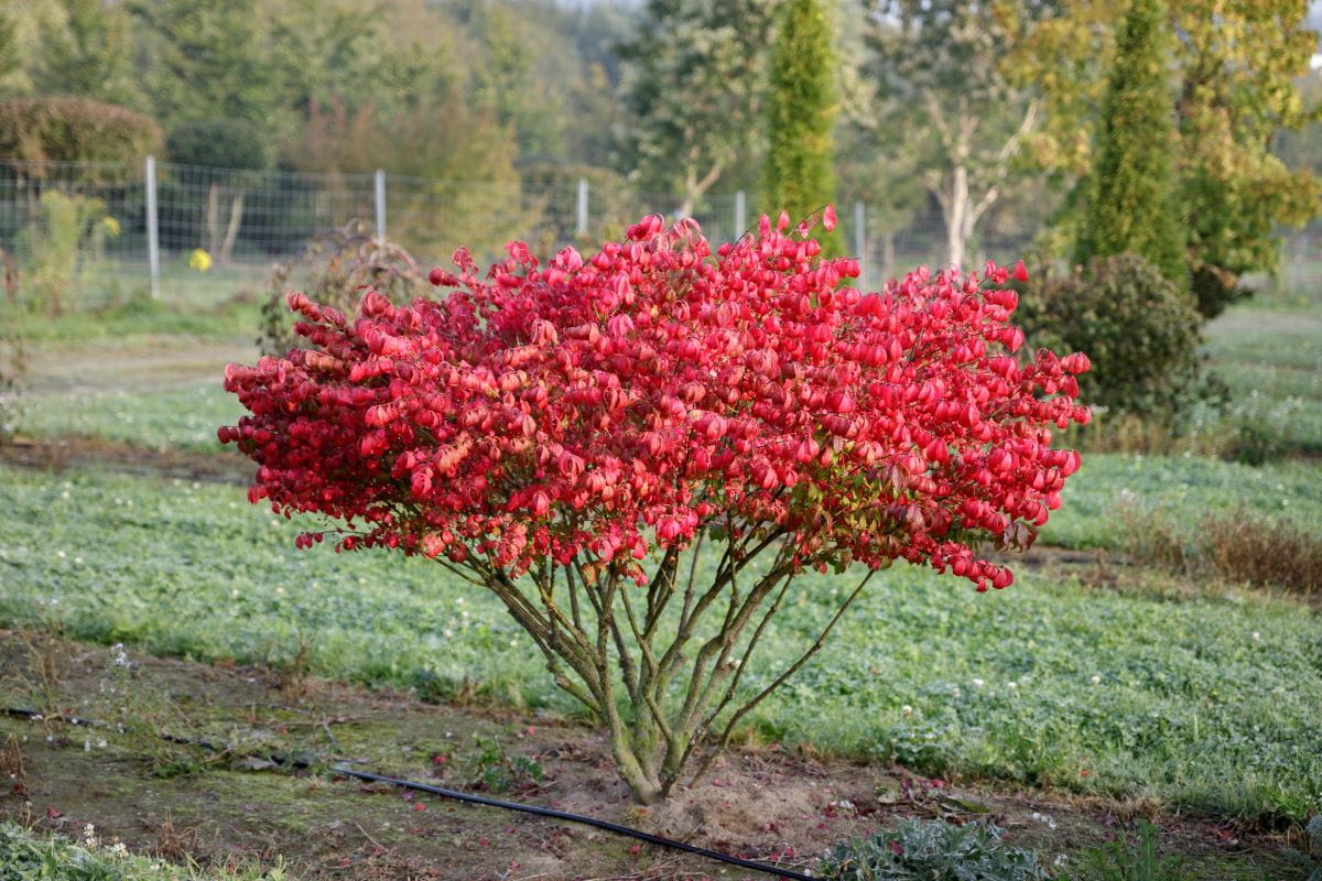 Korkflügelstrauch • Euonymus alatus Ansicht 2