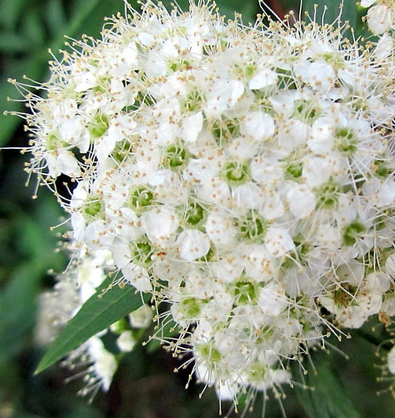 Weiße Zwergspiere 'Albiflora' • Spiraea japonica 'Albiflora'
