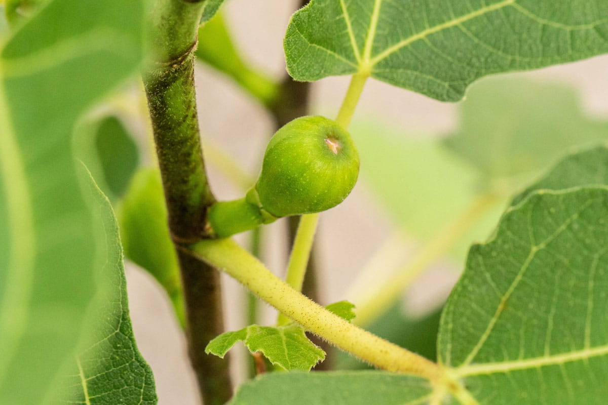 Feige 'Firoma' • Ficus carica 'Firoma'® Containerware 40-60 cm hoch, Ansicht 1 Feige 'Firoma' • Ficus carica 'Firoma'® Containerware 40-60 cm hoch, Ansicht 1