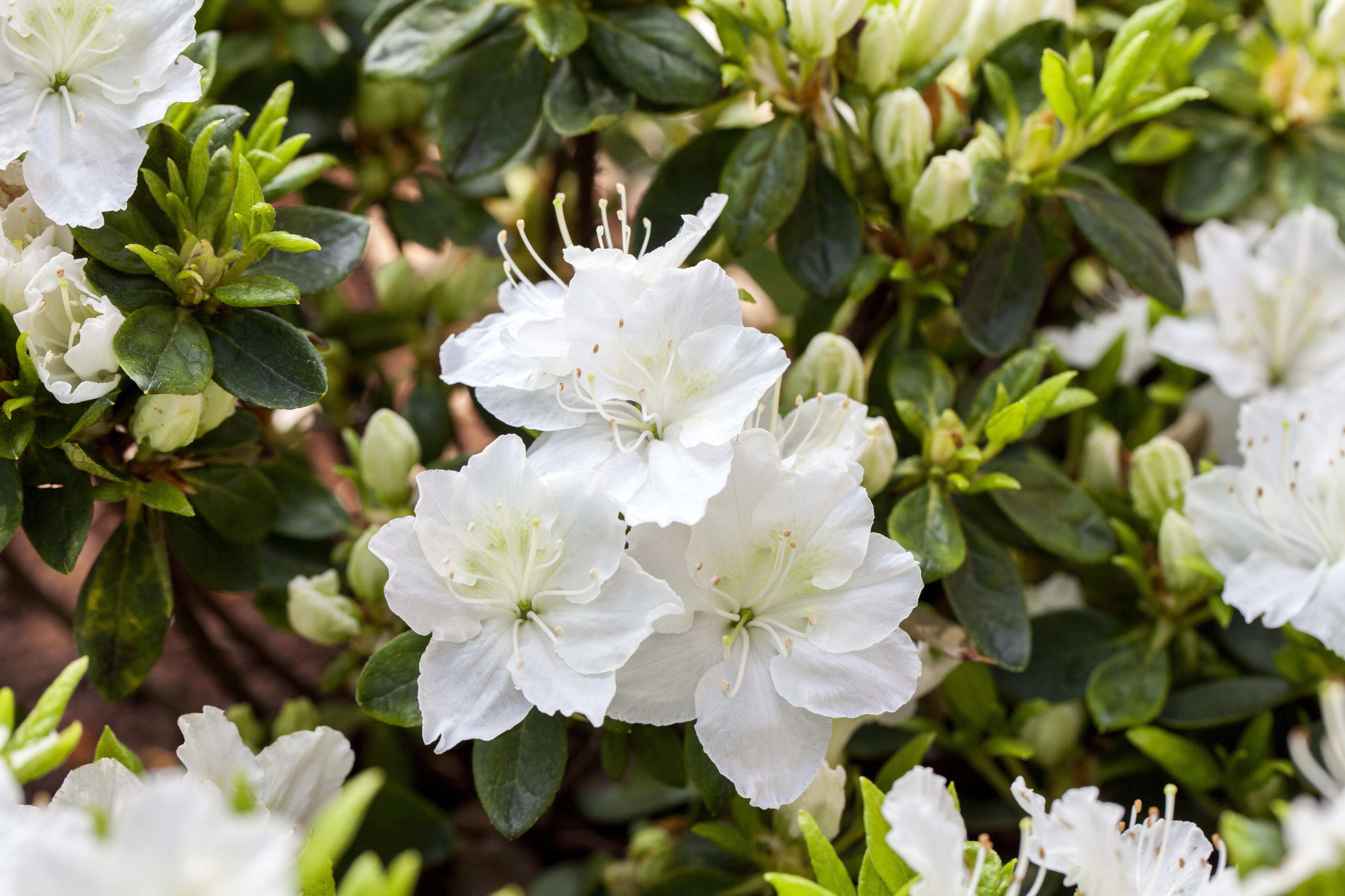 Japanische Azalee 'Maischnee' • Rhododendron obtusum 'Maischnee' Ansicht 4