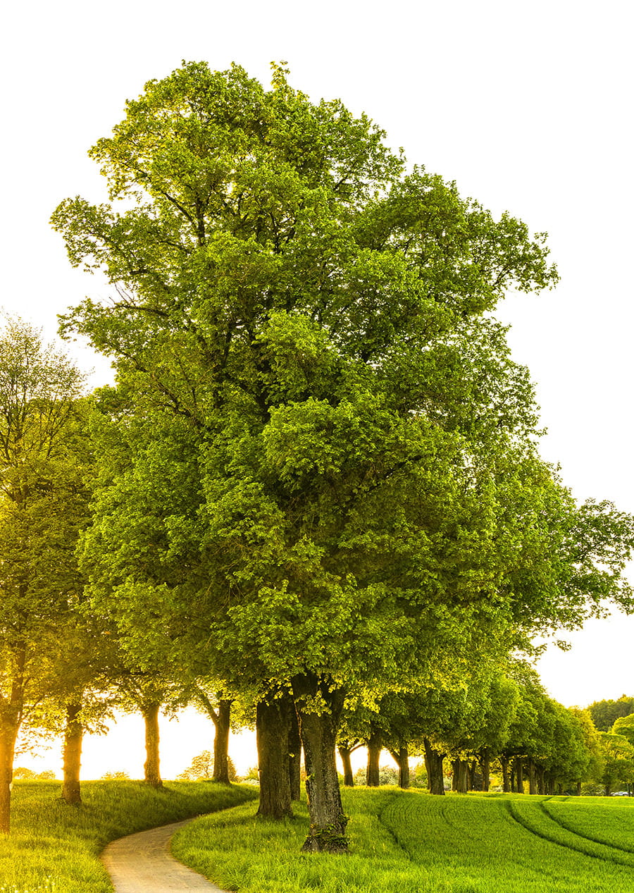 Stiel-Eiche • Quercus robur Ansicht 1