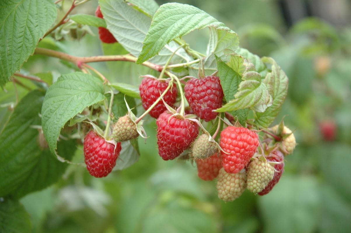 Himbeere Himbotop • Rubus idaeus Himbotop Ansicht 1