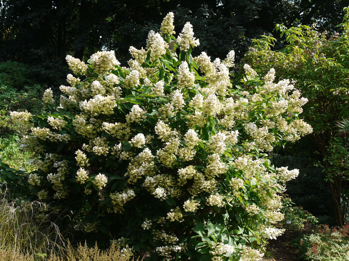 Rispenhortensie 'Tardiva' • Hydrangea paniculata 'Tardiva'