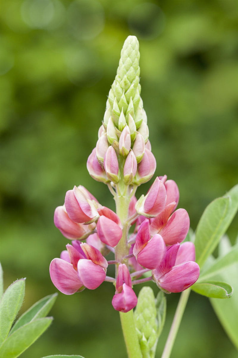Lupine 'Camelot Red'® • Lupinus polyphyllus 'Camelot Red'®